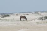 Assateague-Camping-pony-beach