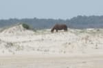 Assateague-Camping-pony-on-beach