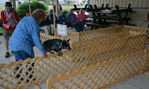 Gettysburg-2013-dog-maze-jumping-back