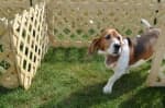 How-To-Run-A-Rally-dog-maze-bassett