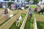 How-To-Run-A-Rally-dog-maze-fast