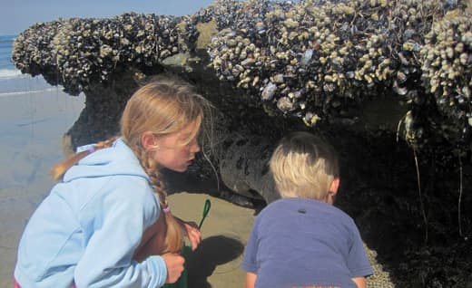 california-tide-pools-north-san-elijo