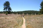 California-Laguna-Meadow