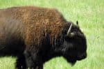 Woollard206_bison