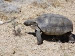 white-Desert-tortoise-meets-lupin