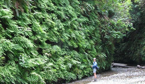 Fern Canyon, California