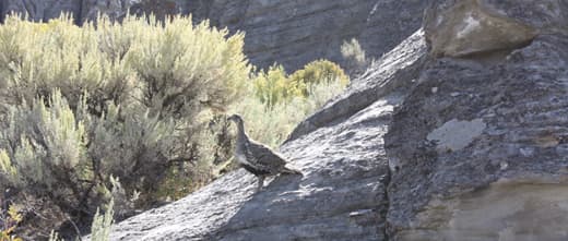 Sage-Grouse