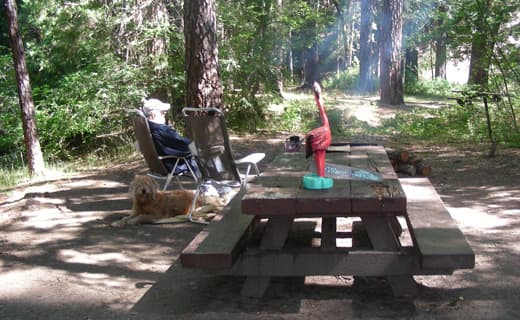 california-Trinity-Mountain-campground