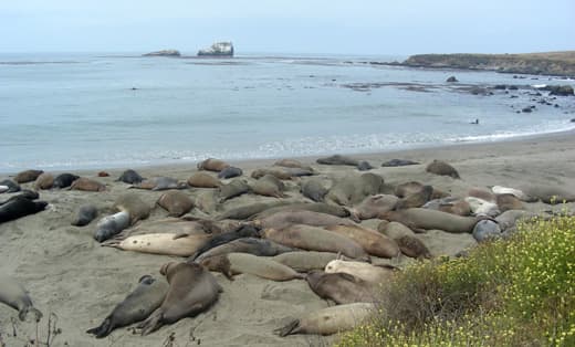 california-elephant-seals