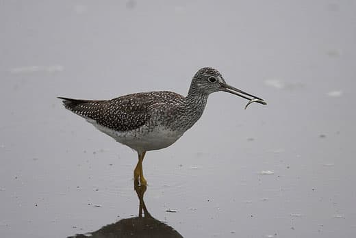 lesser-Yellowlegs-Kahtia-lagoon