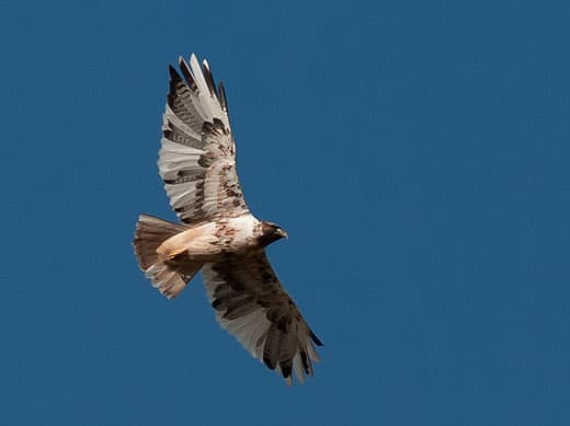 Leucistic-Red-tailed-Hawk