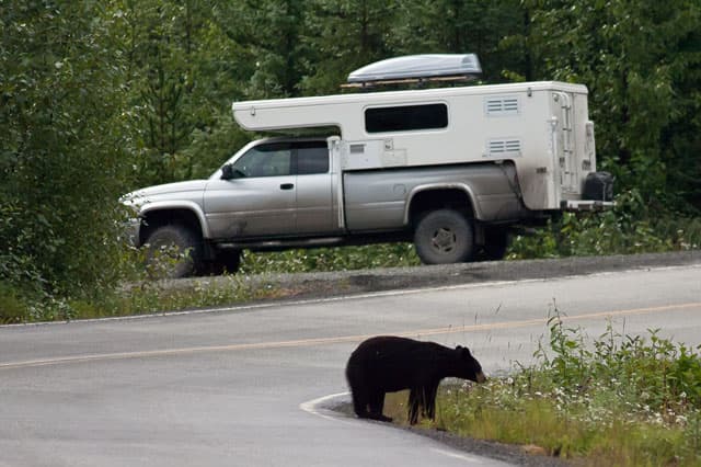 Bear-in-British-Columbia-near-Hallmark Cuchara