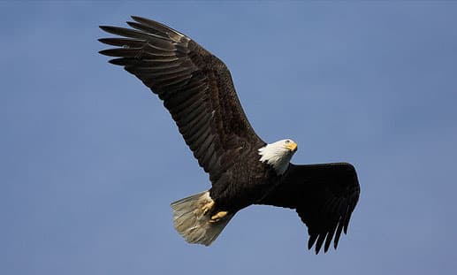 bald-eagle-point-wilson