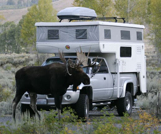 Moose-in-the-Tetons