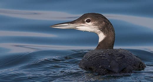 common-loon-point-wilson