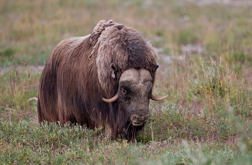 Musk-Ox-in-Alaska