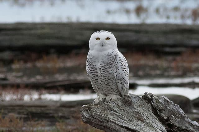 snowy-owl-dungeness-spit