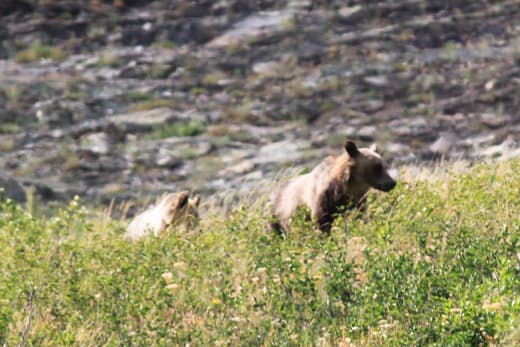 Grizzlies-near-Josephine-Lake-Glacier-National-Park