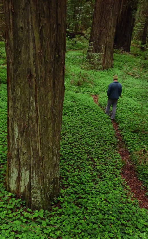 Jedidiah-Smith-Redwoods-Northern-California