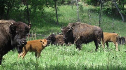 Escape-Pod-wildlife-Custer-State-Park-SD