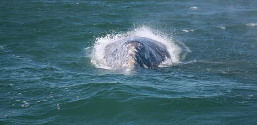 Escape-Pod-wildlife-Puerto-Lopez-Mateo-Baja-California