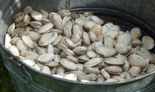 Lots and lots of clams