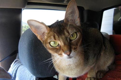 Lily close-up in the truck