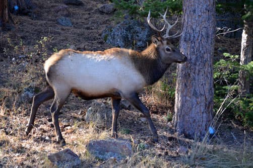 Elk Encounter