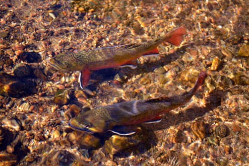 Fish Close-Up