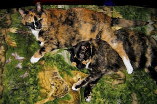 Cat Camping with two calico cats