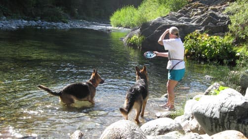 German Shepherds enjoying the water and camping