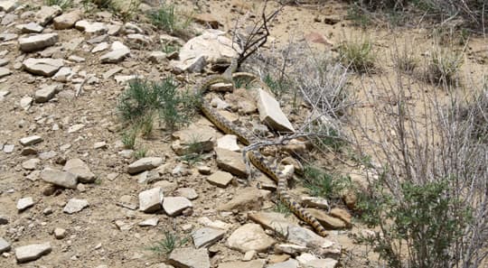 travels-Snake-Chaco-Canyon