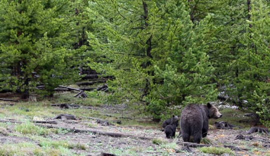 travels-brown-bear