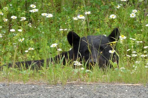 Black bears are frequently seen on Northern highways