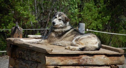 Denali Park dog kennel tour