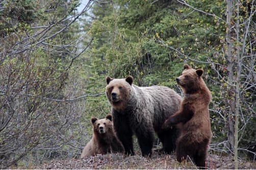 Grizzly family at turnout at kmp 373 Cassiar Hwy