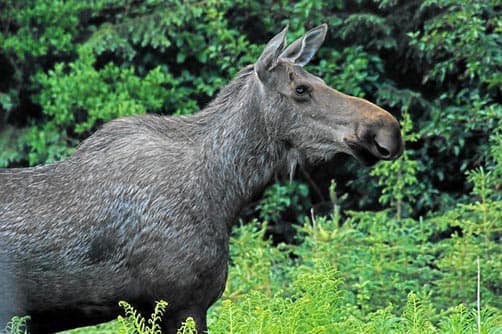 Moose on the Sterling Hwy