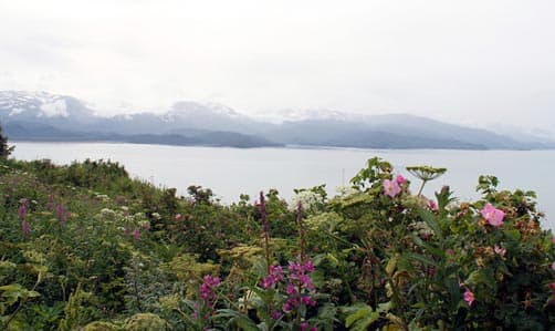 Wildflowers with Aleutian Range in background, near Homer, Alaska