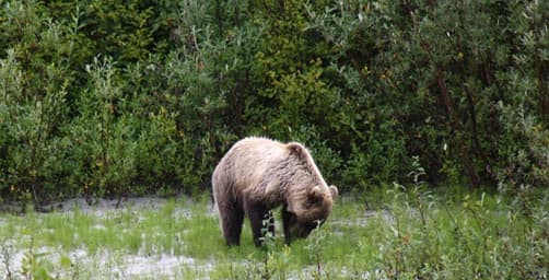 hanney-denali-bear