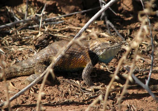 Capitol-Reef-National-Park-lizard