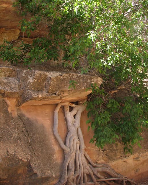 Capitol-Reef-National-Park-20