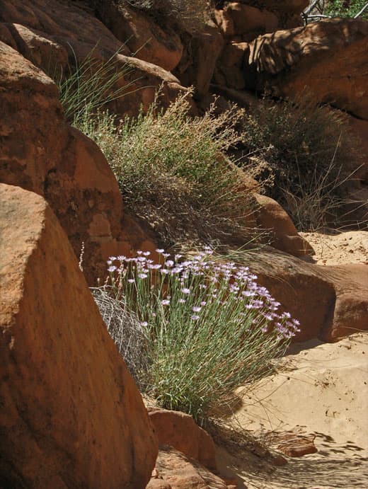 Capitol-Reef-National-Park-34