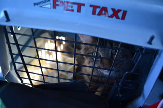 Texas-Rally-Ride-To-Airport-Cat