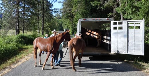 towing-horses-lawrence