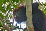 world-Belize-baboon-Sanctury