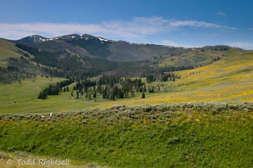 Yellowstone-National-Park-18