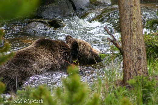 Yellowstone-National-Park-bear-19