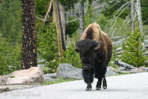 Yellowstone-National-Park-buffalo-6