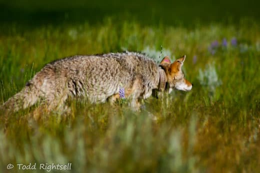 Yellowstone-National-Park-wildlife-21