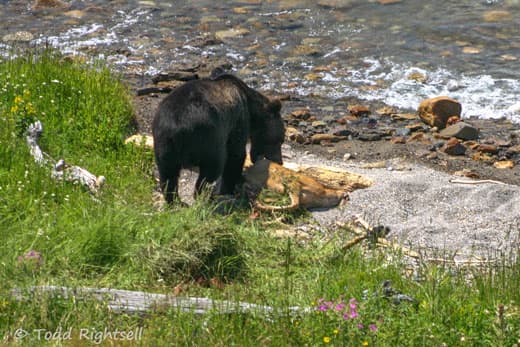 Yellowstone-bear-12